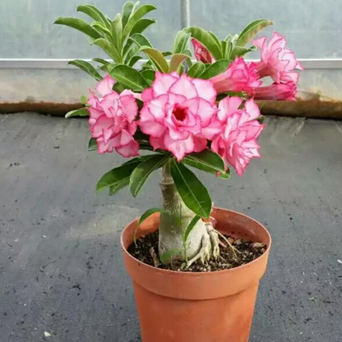 ADENIUM GRAFTED DOUBLE PETAL | Wildflower Plant Station